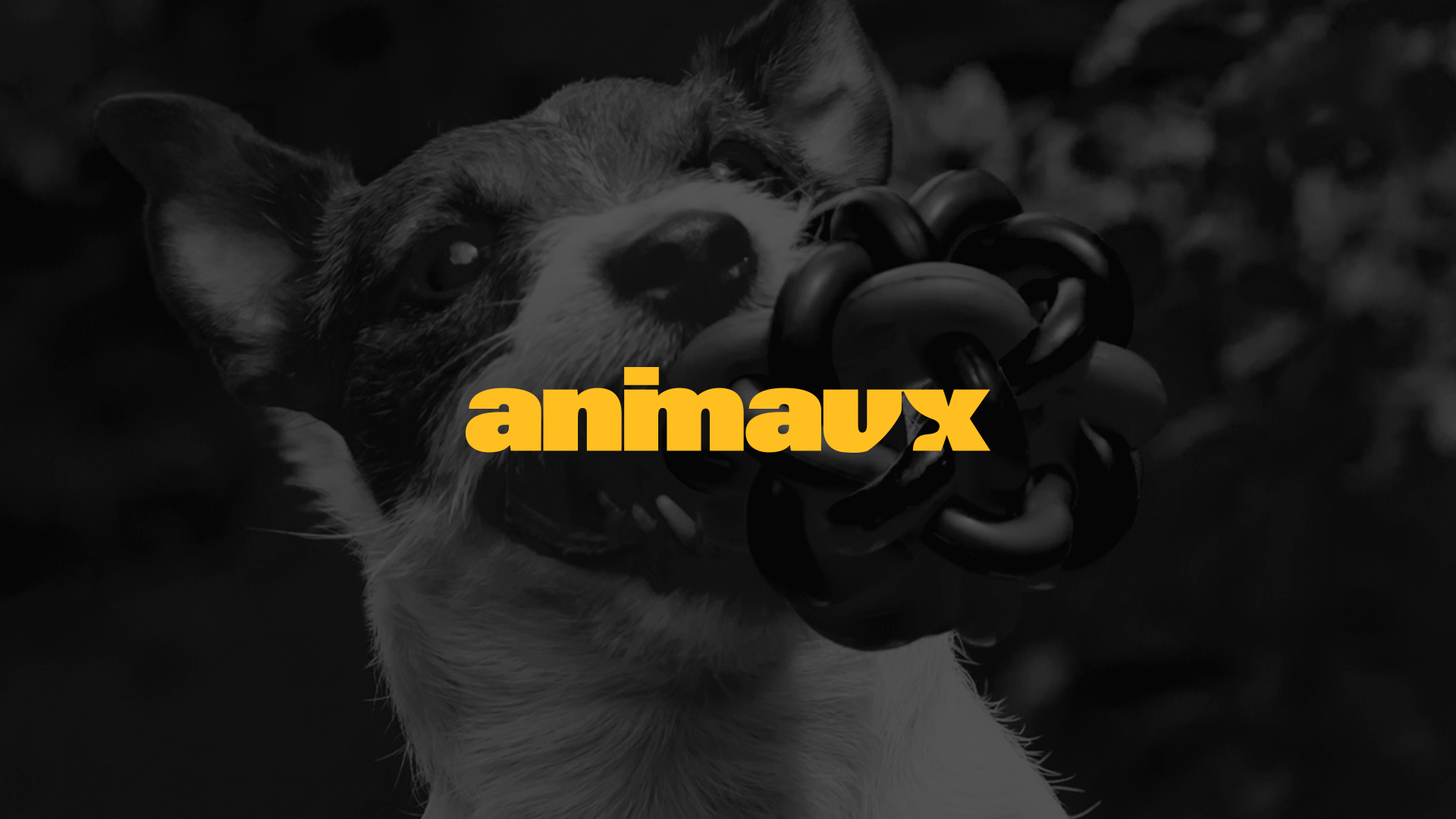Arte Animaux