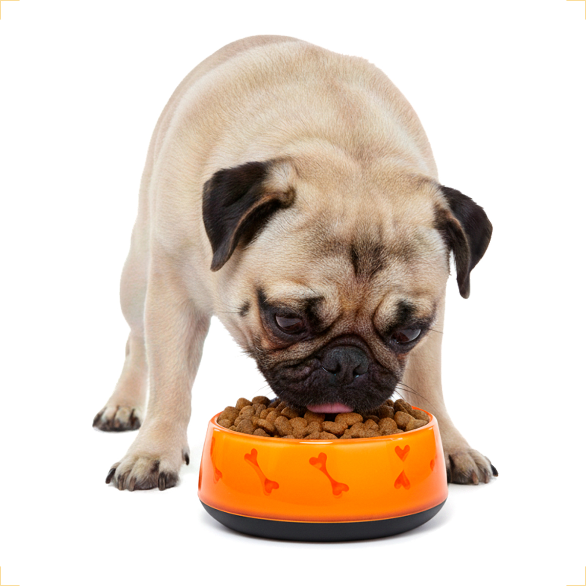 Tigela de Alimentação Comedouro Pet  Acrílico - M 550ml - LARANJA