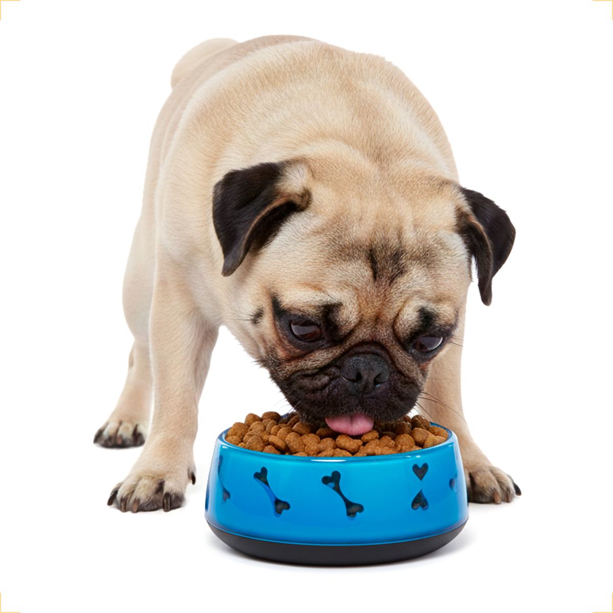 Tigela de Alimentação Comedouro Pet  Acrílico - M 550ml - AZUL