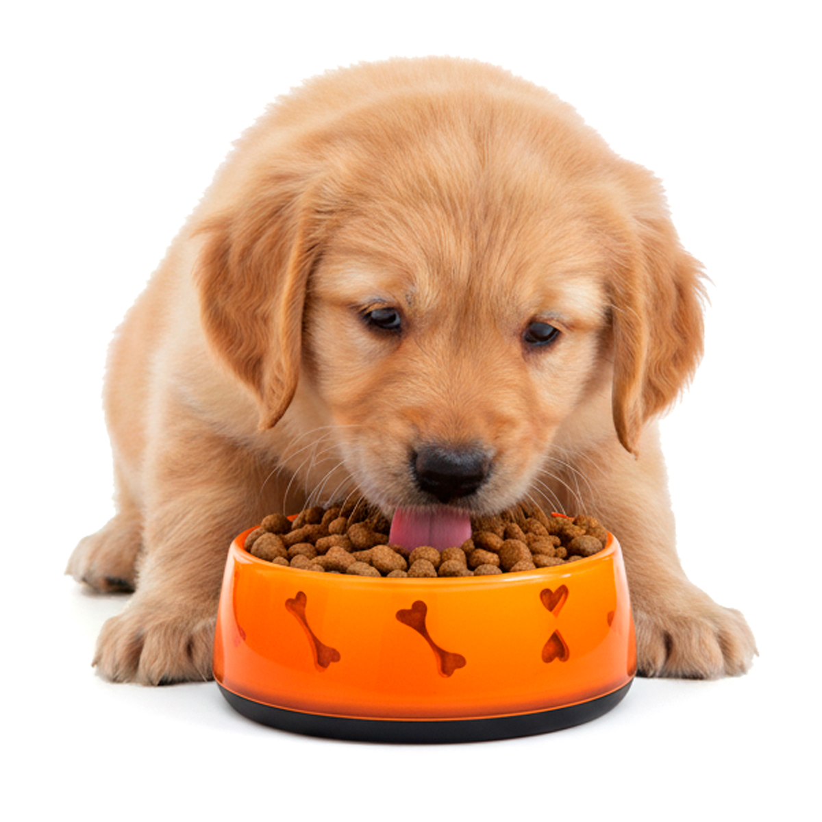 Tigela de Alimentação Comedouro Pet  Acrílico - M 550ml - LARANJA — foto 5